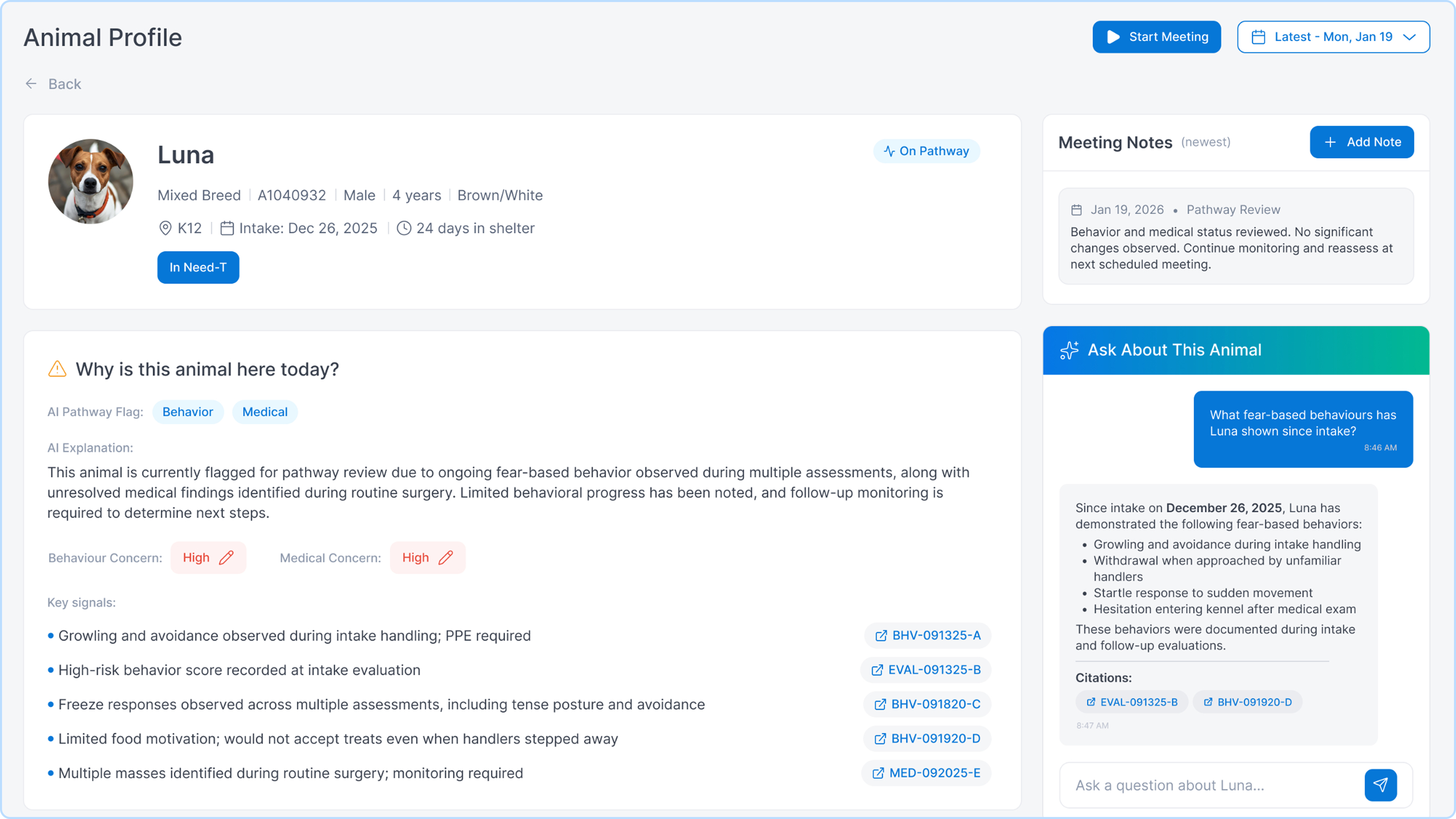 Amorphic_Insights_for_Animal_Services_lg_banner